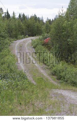 Rock in northern Sweden with red color because of the algae Trentepohlia iolitus