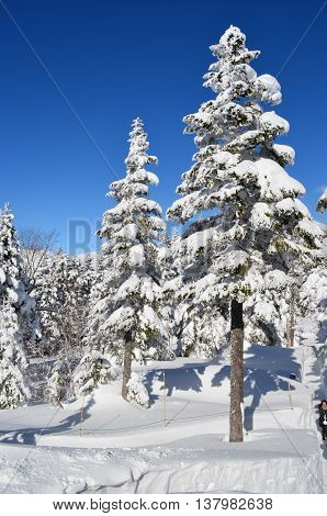 Trees covered with snow in winter mountain of Hida Japan.