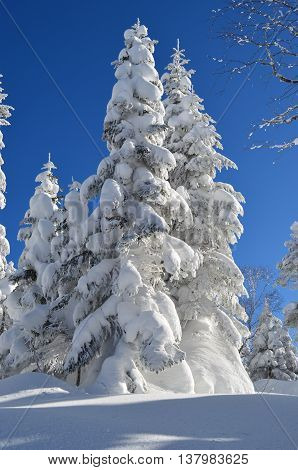 Trees covered with snow in winter mountain of Hida Japan.