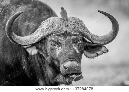 A Starring Buffalo With Oxpeckers On Him In Black And White.