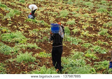 ADANA, TURKEY- JUNE 3, 2015: Kurdish womens are harvesting potatoes in the field as a seasonal worker in agricultural production sector in Cukurova