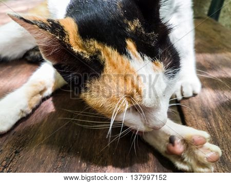 Beautiful Calico Cat cleaning itself in strange position. Animal portrait Closeup.