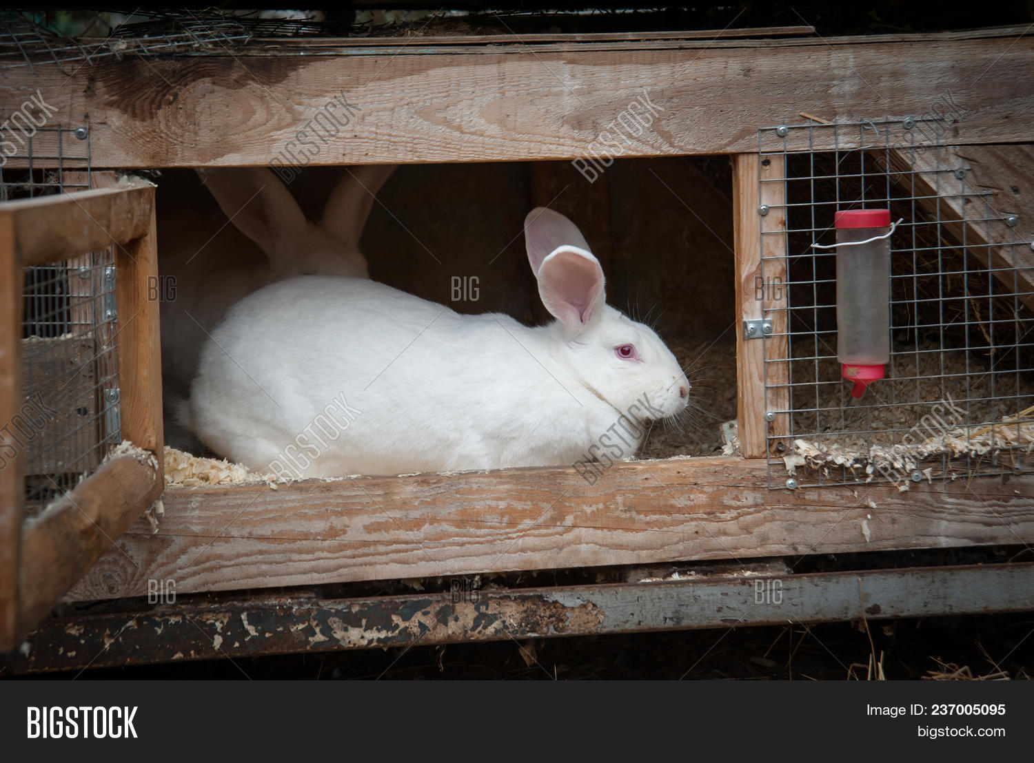 Breeding Rabbits Cages Image & Photo (Free Trial) Bigstock