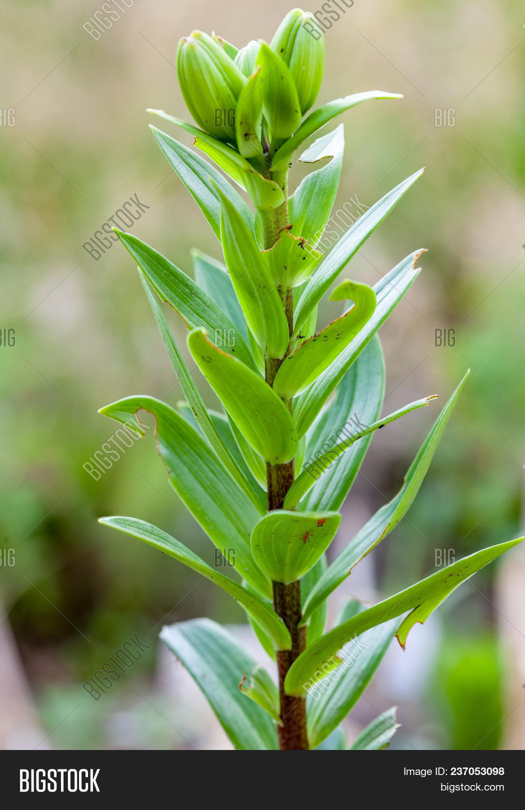 Plants Lily Damaged Image & Photo (Free Trial) Bigstock