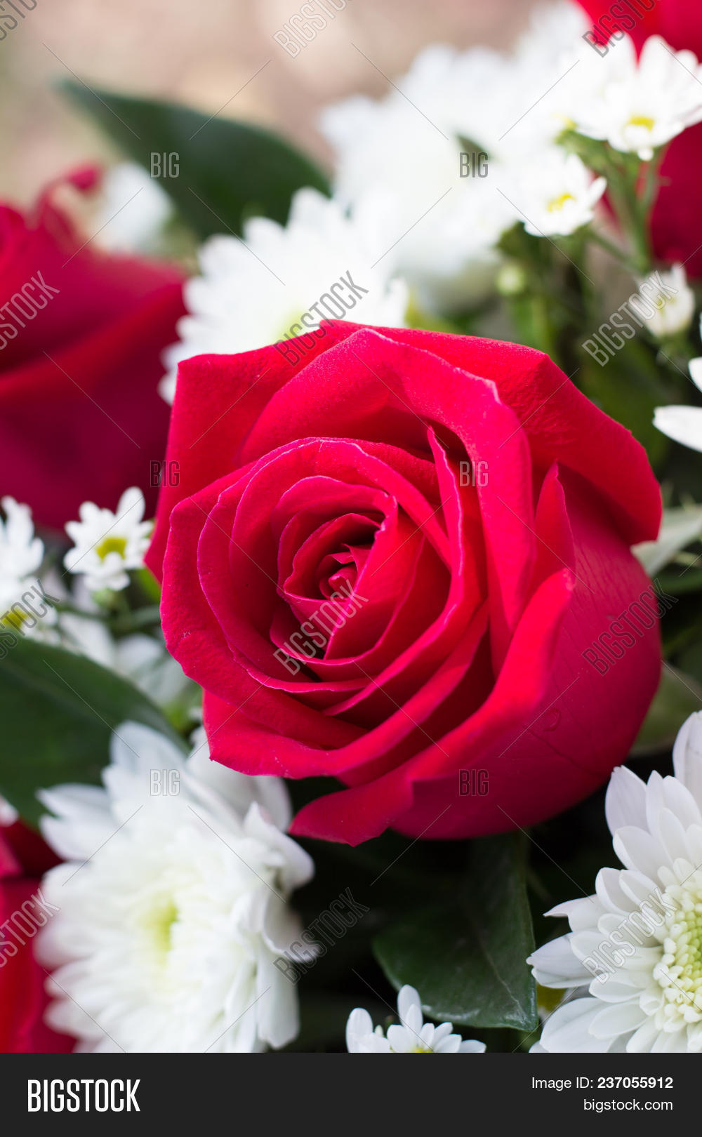 Red Rose Valentine, Image & Photo (Free Trial) Bigstock
