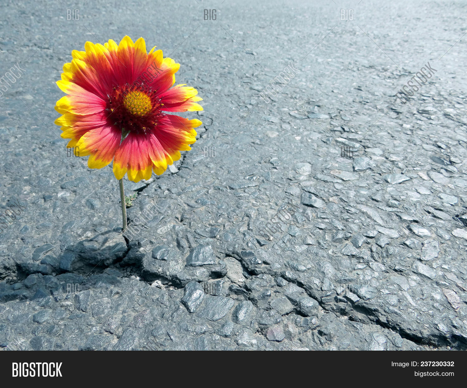 Crack On Asphalt Road Image & Photo (Free Trial) | Bigstock