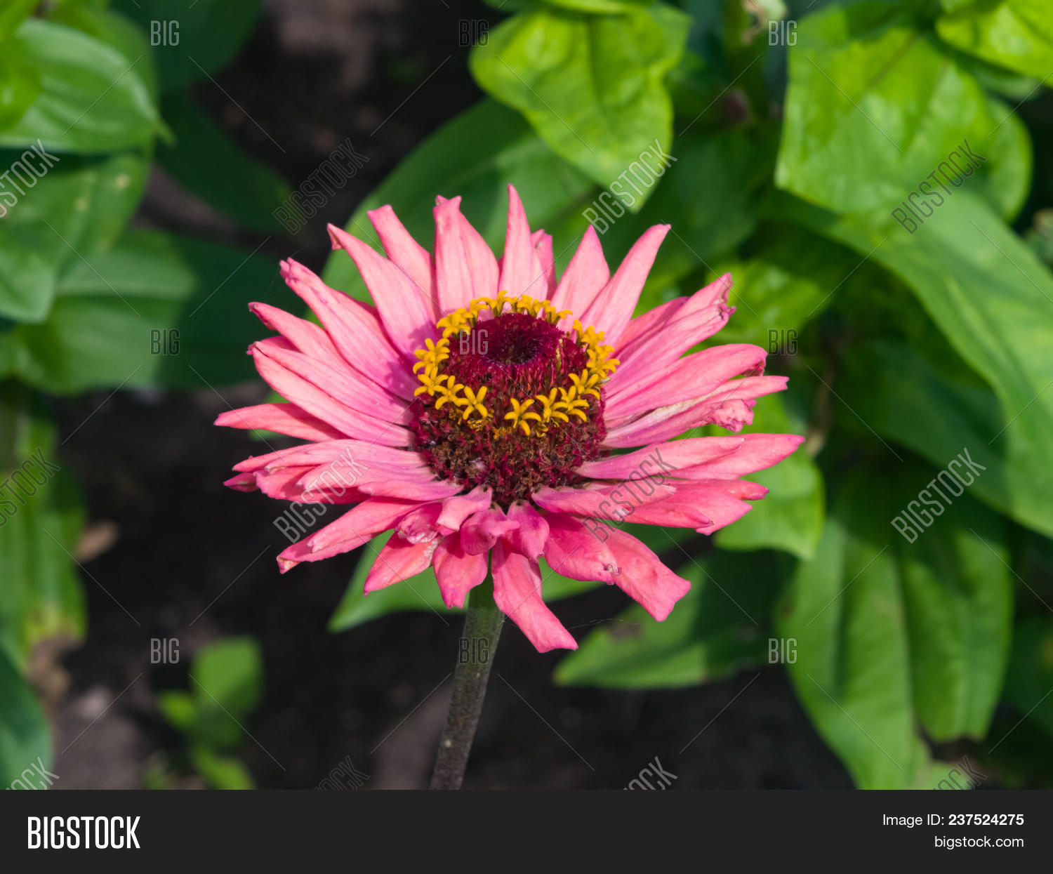 Pink Flower Youthage Image & Photo (Free Trial) Bigstock