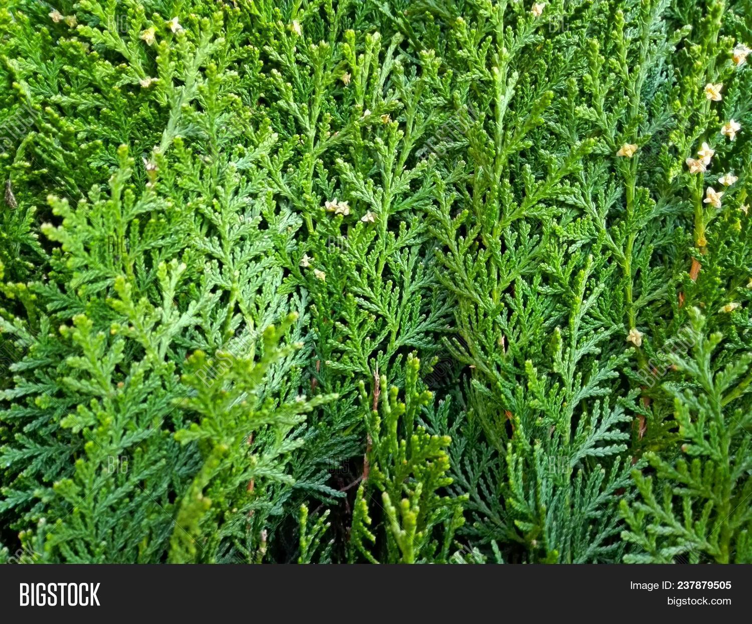 Cypress Cedar Tree Image & Photo (Free Trial) Bigstock