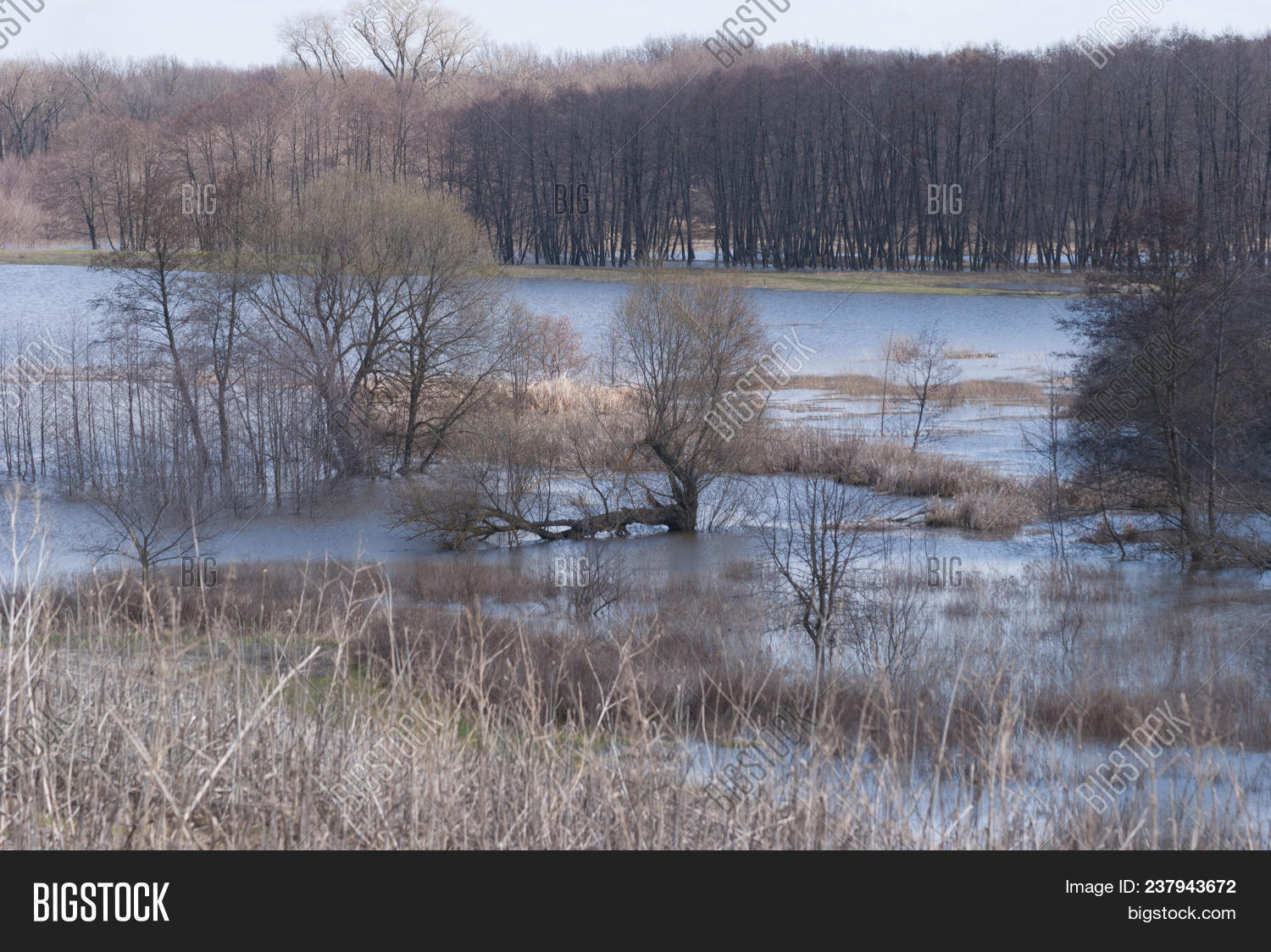 Tree Spring In Water Trees Standing Spring Image & Photo (Free Trial) | Bigstock