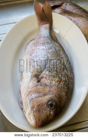 Fresh Dentex Just Caught In A Pyrex Dish