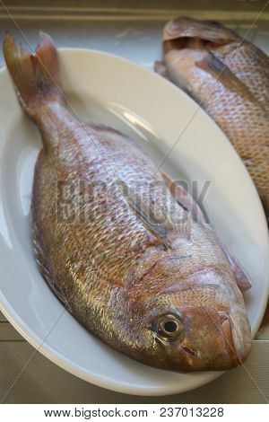 Fresh Dentex Just Caught In A Pyrex Dish