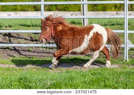 A Running Shetlandpony On A Green Meadow