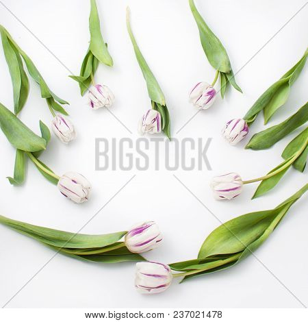 Spring Flowers On A White Background In The Studio. Tulips