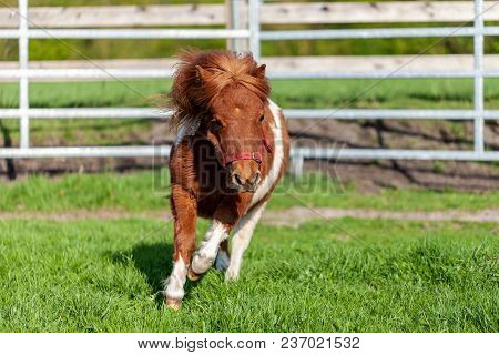 A Running Shetlandpony On A Green Meadow