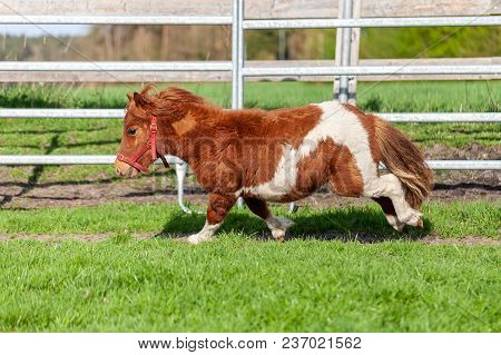 A Running Shetlandpony On A Green Meadow