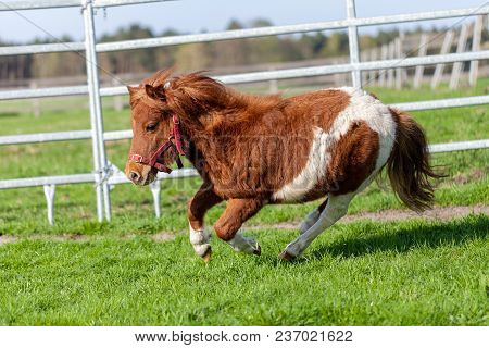 A Running Shetlandpony On A Green Meadow