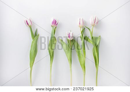 Spring Flowers On A White Background In The Studio. Tulips