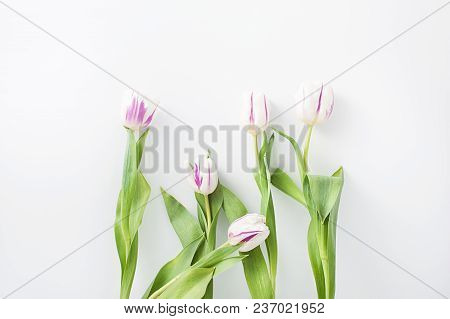 Spring Flowers On A White Background In The Studio. Tulips