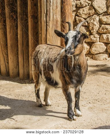 A Young Goat Standing In A Sunlit Yard