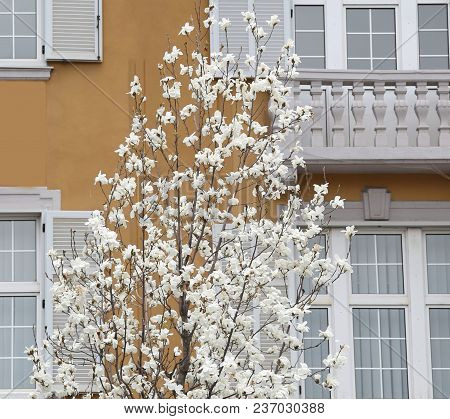 Magnolia Tree Flowery In Spring And The Old House In Background