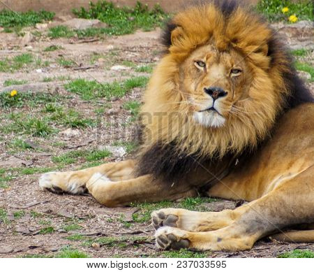 Large Wild Cat, Lion, Large Gregarious Predatory Feline Mammal