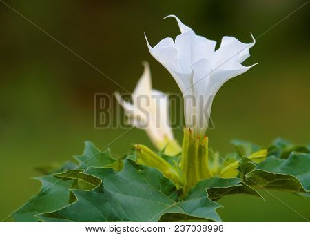 Jimson Weed Blooming With Beautiful White Flowers