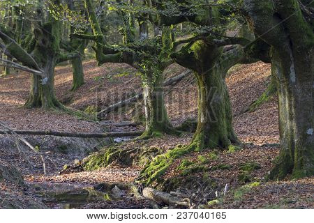 Beech Forest Located In The Autonomous Community Of The Basque Country, In Spain