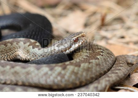 Vipera Berus Is Warming On A Spring Day
