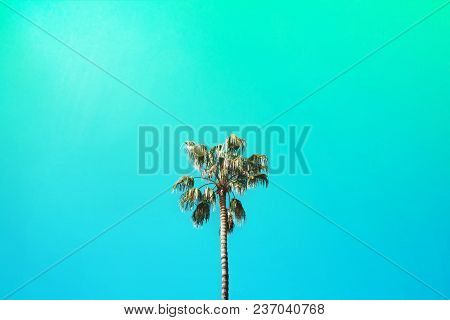 Three Nice Palm Trees Against Blue Sunny Sky. Creative Summer Concept.