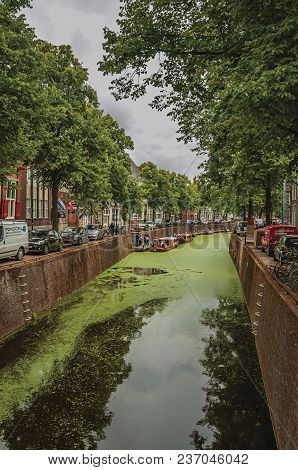 Gouda, Southern Netherlands - June 29, 2017. Walled Canal With Aquatic Greenish Plants, Brick Buildi