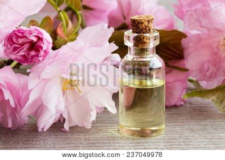 A Bottle Of Essential Oil With Pink Japanese Kwanzan Cherry Blossoms