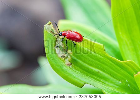 Lilioceris Merdigera On Lily Leaves