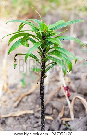 Plants Of Lily Damaged Lily Leaf Beetle
