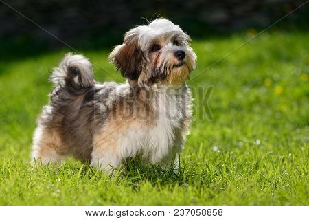 Cute Little Havanese Puppy Dog Stands In The Grass And Looks Up