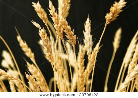 Orecchie di grano maturo