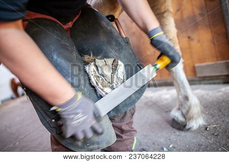 A Blacksmith Works On A Horse Hoof