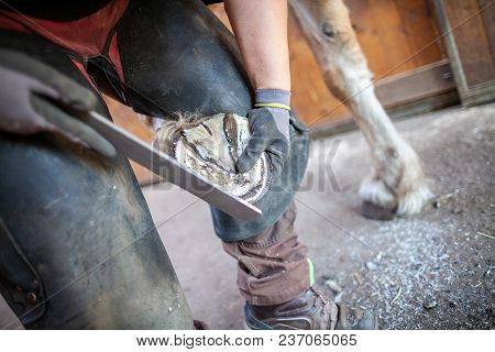 A Blacksmith Works On A Horse Hoof