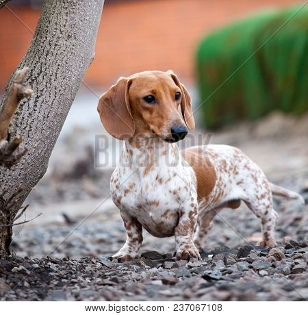 Dachshund Dog Piebald Color Garden Day Light