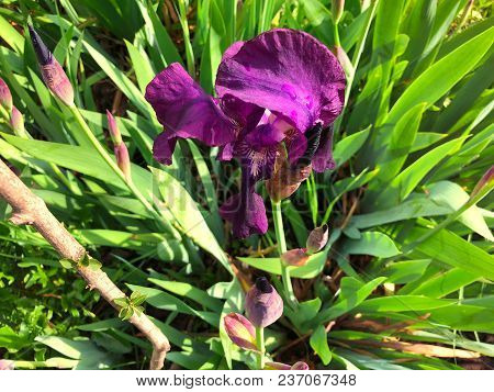 Beautiful Flowers Of Iris. Beautiful Irises On Green Background. Iris Plant In Garden Bloom In Sprin