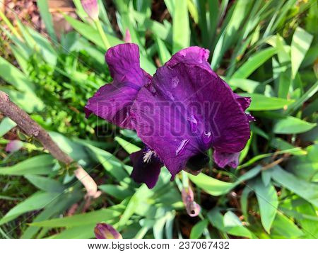 Beautiful Flowers Of Iris. Beautiful Irises On Green Background. Iris Plant In Garden Bloom In Sprin