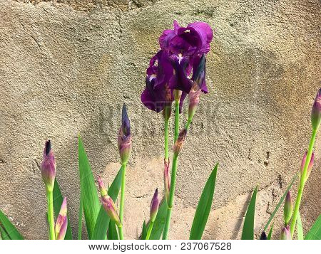Beautiful Flowers Of Iris. Beautiful Irises On Green Background. Iris Plant In Garden Bloom In Sprin