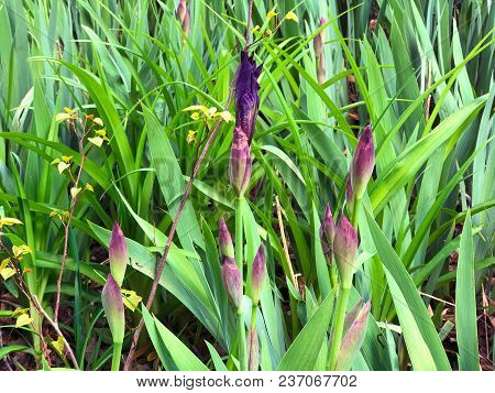 Beautiful Flowers Of Iris. Beautiful Irises On Green Background. Iris Plant In Garden Bloom In Sprin