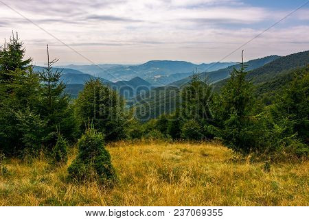Forest On A Grassy Meadow In Mountains In Evening. Lovely Summer Landscape With Krasna Mountain Ridg