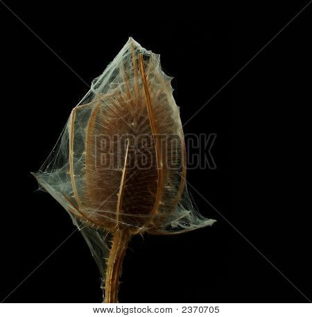 Cardo coberto teia de aranha