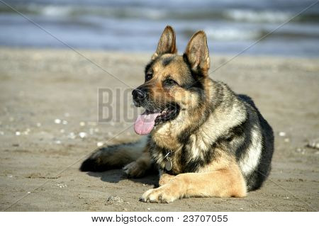 Tyske hund