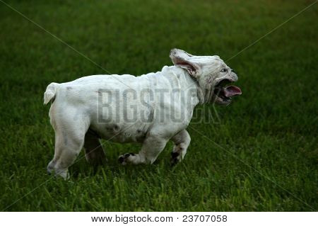 Gaucho