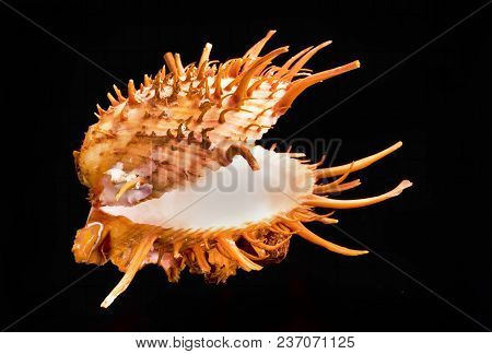 Orange Spiny Oyster Shell Found In The Warm Waters Of The Sea Of Cortez.