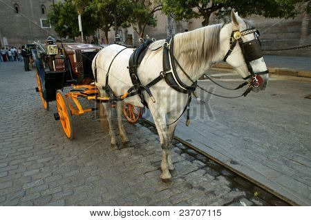 Hest