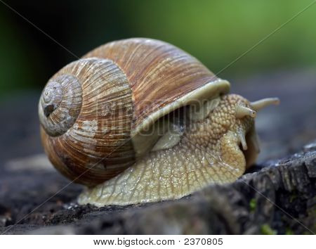 Caracol velho