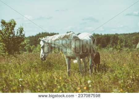 White Horse Mum With Foal And Black Horse Father Graze In The Green Summer Hilly Valley..